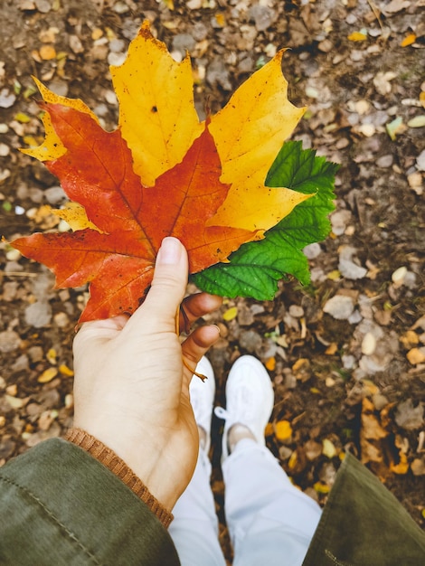 Mano que sostiene la hoja de otoño colorida