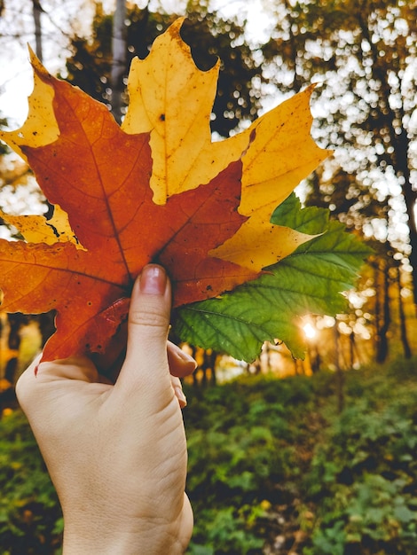 Mano que sostiene la hoja de otoño colorida