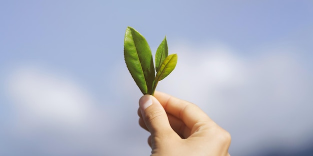 Mano que sostiene las hojas de té frescas en el fondo del cielo azul del espacio de la copia