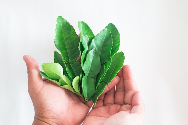 Mano que sostiene las hojas verdes frescas de la cal del cafre aisladas en blanco