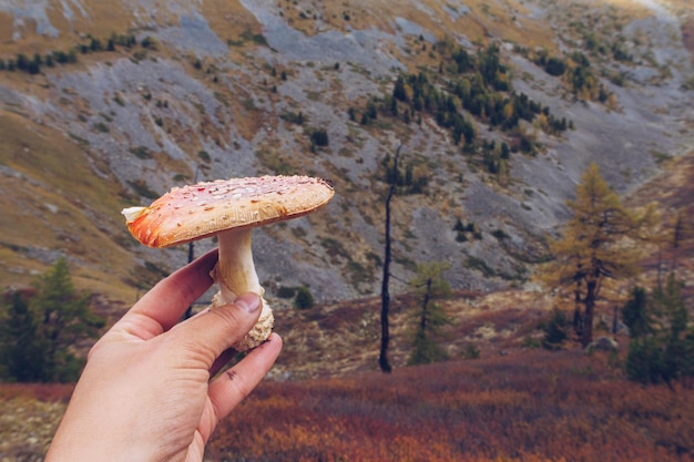 Mano que sostiene el hongo no cultivado no comestible amanita muscaria agárico de mosca contra el fondo de las montañas Primer plano de un hongo Vida silvestre al aire libre Enfoque selectivo foto de archivo