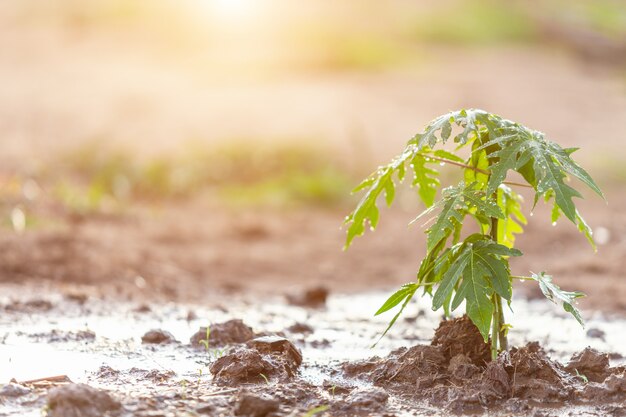 Mano que sostiene la manguera de agua y regar el árbol de papaya joven en el jardín