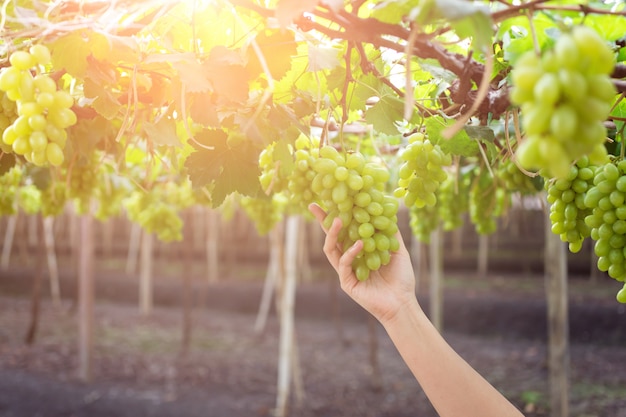 Mano que sostiene el manojo de uvas verdes frescas que cuelgan en un arbusto