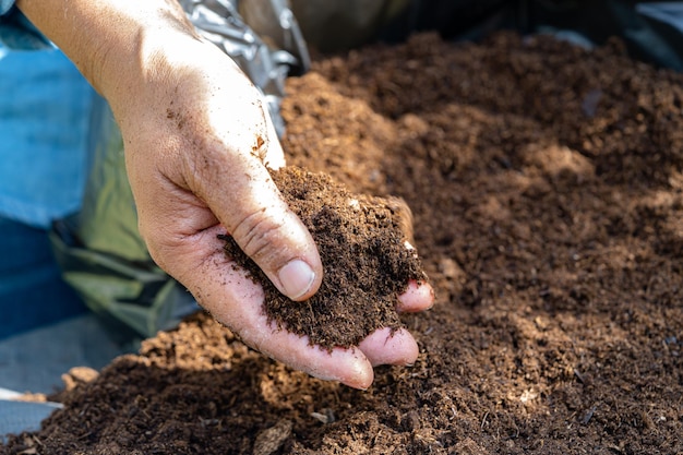 Mano que sostiene la materia orgánica de musgo de turba mejora el suelo para la agricultura concepto de ecología de cultivo de plantas orgánicas