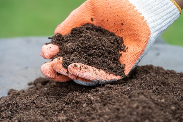 Mano que sostiene la materia orgánica de musgo de turba mejora el suelo para la agricultura concepto de ecología de cultivo de plantas orgánicas