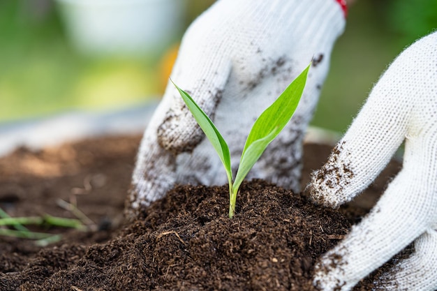 Mano que sostiene la materia orgánica de musgo de turba mejora el suelo para la agricultura concepto de ecología de cultivo de plantas orgánicas