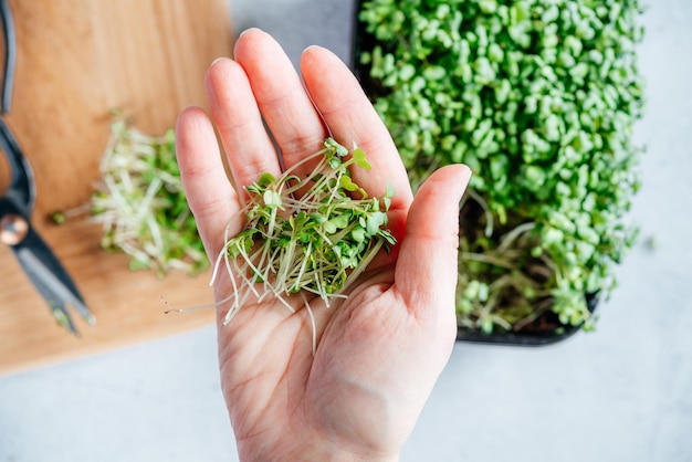 Una mano que sostiene microgreens de rúcula recién cortada en la tabla de cortar de la cocina