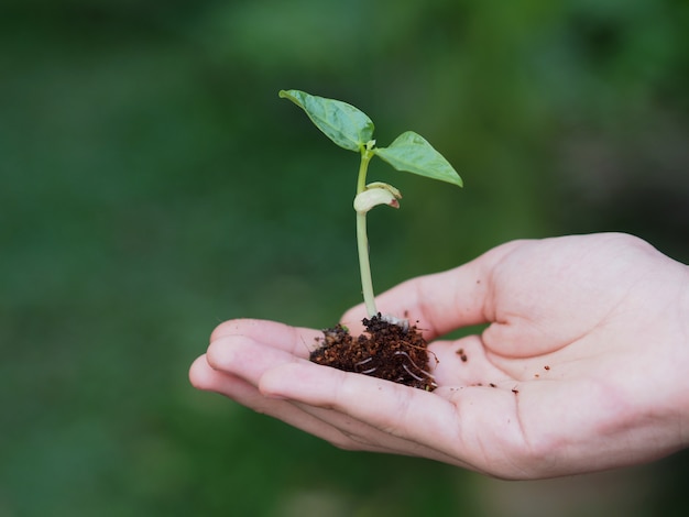 Mano que sostiene la pequeña planta.