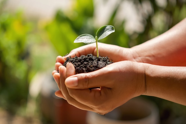 Mano que sostiene el pequeño árbol para plantar en jardín. concepto eco