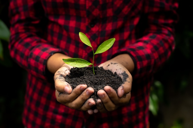 La mano que sostiene la planta con el fondo del bokeh y de la naturaleza, ahorra el mundo y el ambiente mundial.