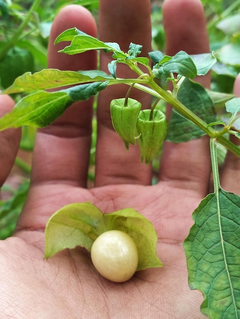 Una mano que sostiene una planta con un frijol blanco que está etiquetado como 'goji'