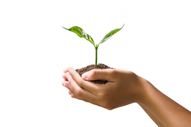 Foto mano que sostiene la planta joven aislada