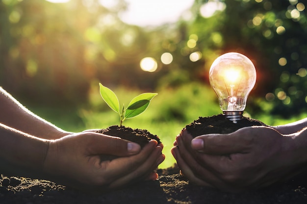 Mano que sostiene la planta joven con la bombilla en la suciedad y la puesta del sol