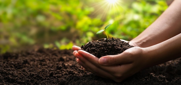 Mano que sostiene la planta joven con la luz del sol concepto eco día de la tierra