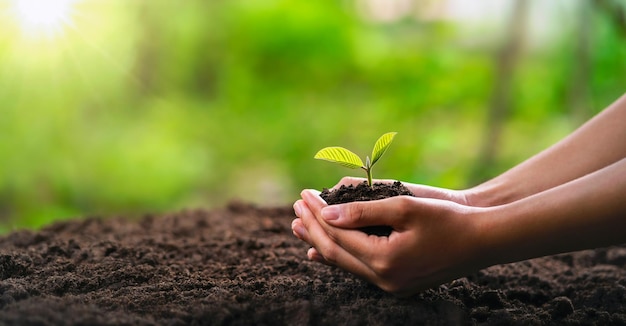 Mano que sostiene la planta joven con la luz del sol concepto eco día de la tierra