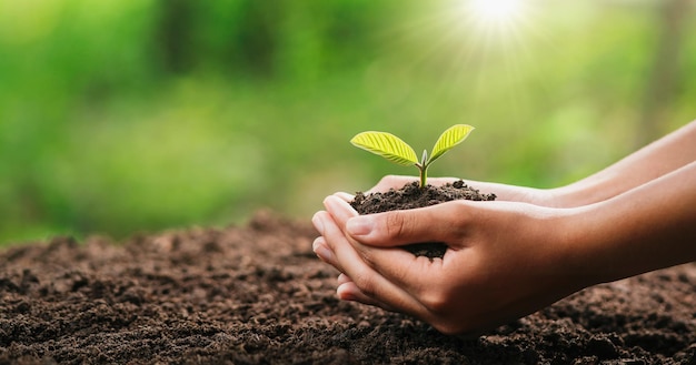 Mano que sostiene la planta joven con la luz del sol concepto eco día de la tierra