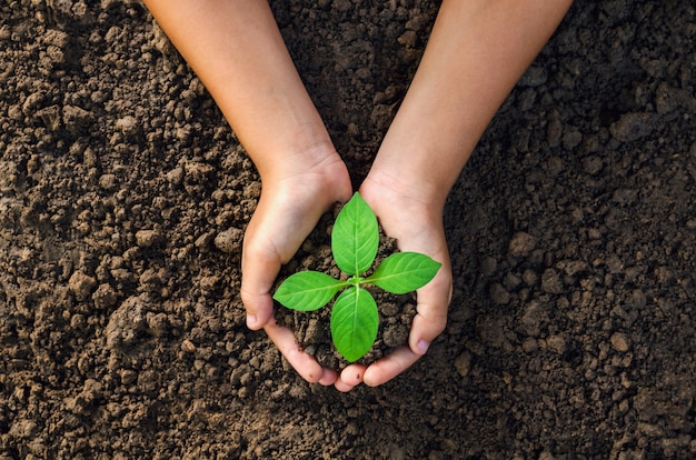 Foto mano que sostiene la planta joven para plantar en el concepto de suelo mundo verde