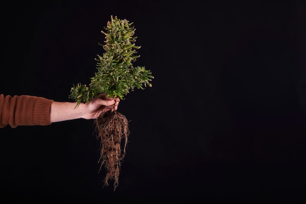 Una mano que sostiene una planta de marihuana con raíces sobre fondo negro