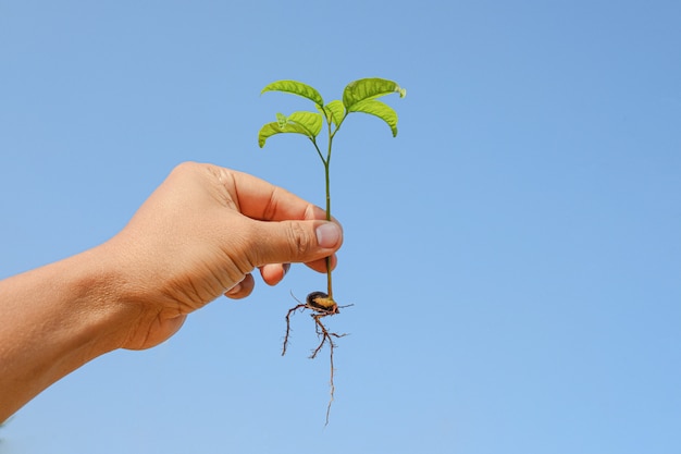 Foto mano que sostiene la planta pequeña