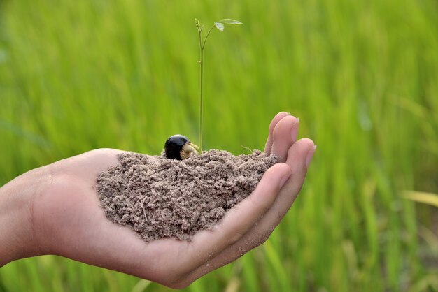 Mano que sostiene la plántula con el fondo verde de la naturaleza.