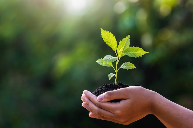 Mano que sostiene la plántula con luz solar en la naturaleza verde