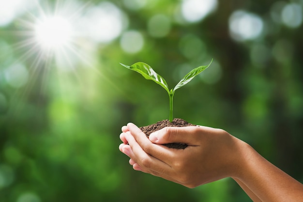 Mano que sostiene la plántula en la naturaleza del verde de la falta de definición. concepto eco día de la tierra