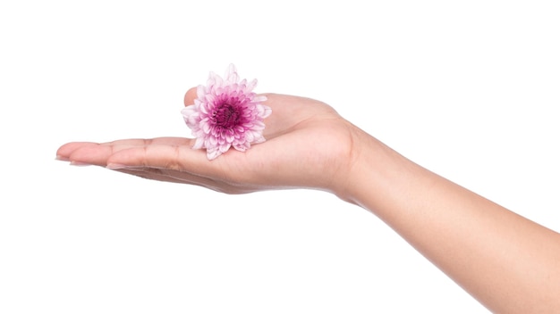 Foto mano que sostiene el ramo de flores de crisantemo púrpura aislado sobre fondo blanco.