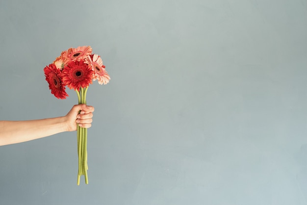 Mano que sostiene el ramo de flores de gerbera fresca roja aislado sobre fondo gris