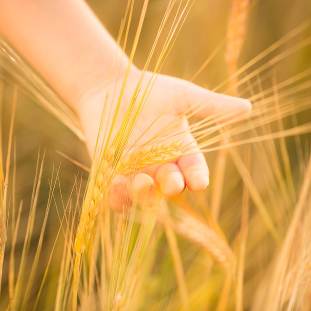 Mano que sostiene el trigo en el campo de otoño, primer plano