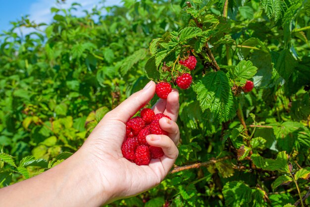 Foto mano recoge frambuesas rojas maduras de un arbusto verde