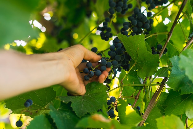 Mano recoge uvas cosecha para vino en día de verano en la granja de jardín