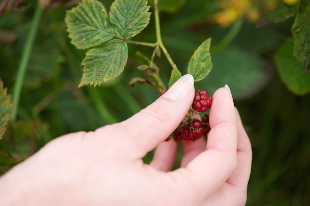 Mano recogiendo bayas rojas de la planta