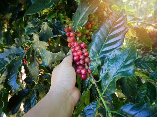 Mano recogiendo granos de café Arábica rojos en el árbol de café