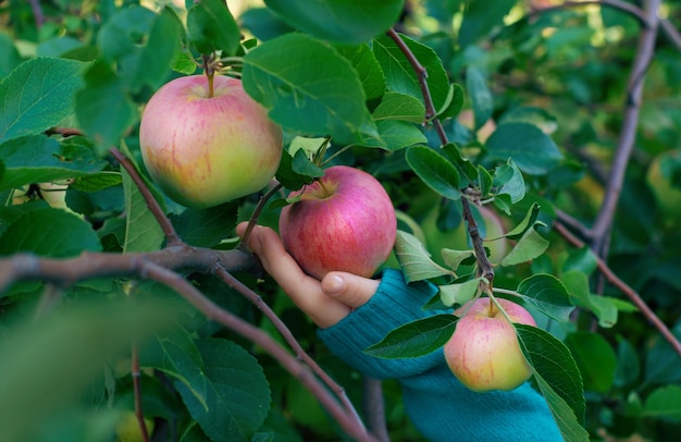 una mano recogiendo una manzana madura en el jardín