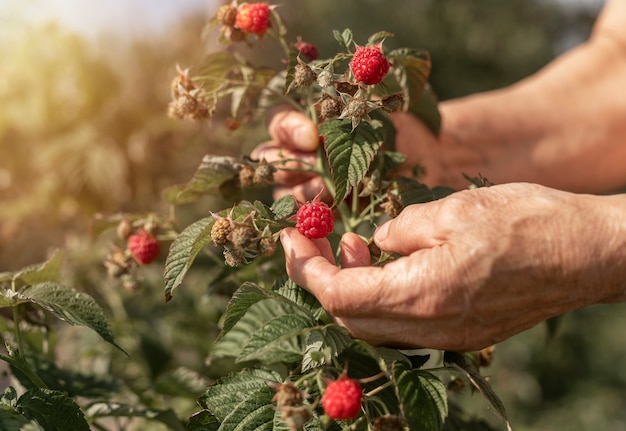 Mano recogiendo y recolectando frambuesas de arbusto de jardín de bayas rojas en la rama de cerca