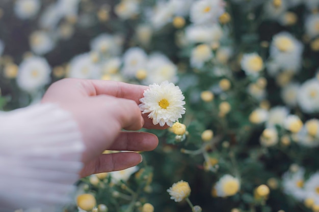 Mano recortada de mujer tocando flores blancas en el campo