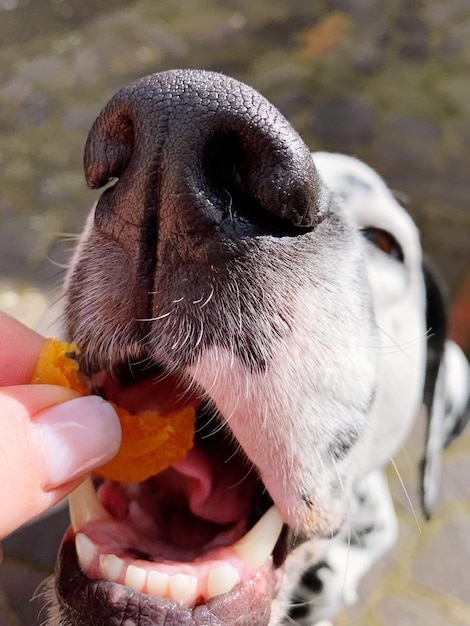 Foto mano recortada de una persona que alimenta al perro