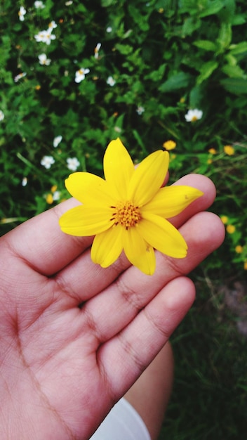 Foto mano recortada de una persona que sostiene una flor amarilla