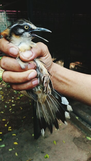 Foto mano recortada de una persona que sostiene un pájaro