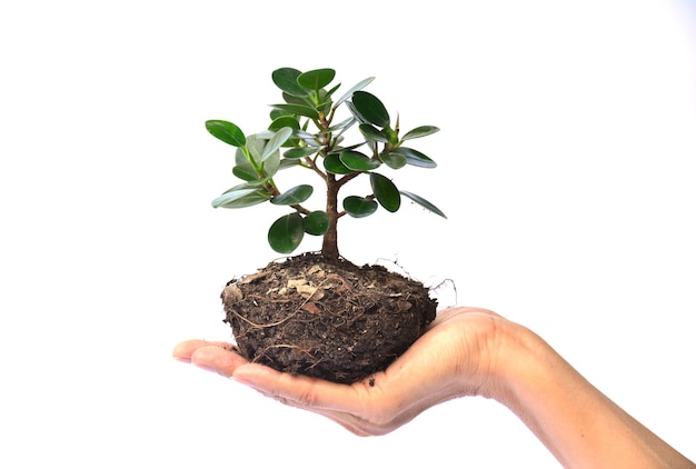 Mano recortada de una persona que sostiene una planta contra un fondo blanco