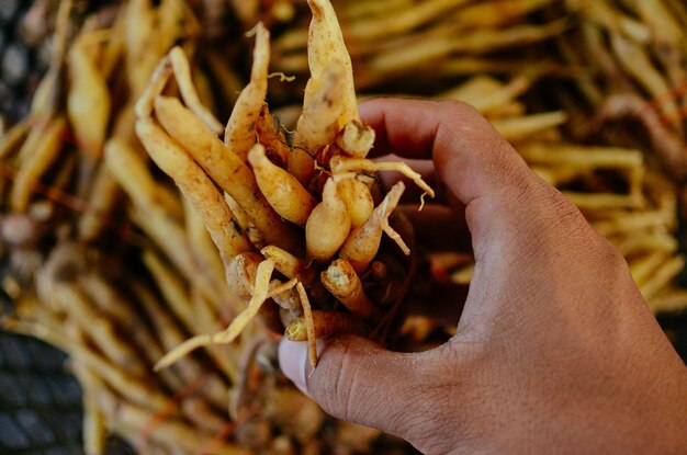 Mano recortada de una persona que sostiene zanahorias