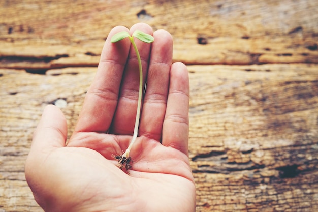 Foto mano recortada sosteniendo un árbol pequeño sobre la mesa