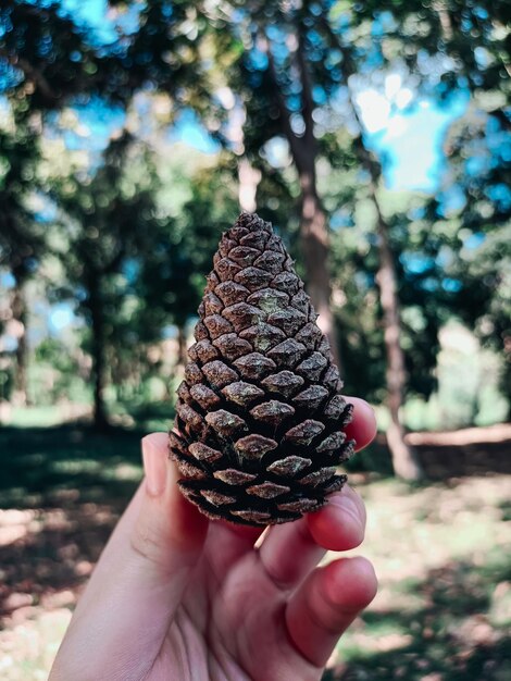 Foto mano recortada sosteniendo una cono de pino