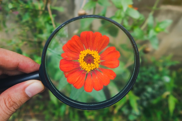 Foto mano recortada sosteniendo una lupa con una flor roja