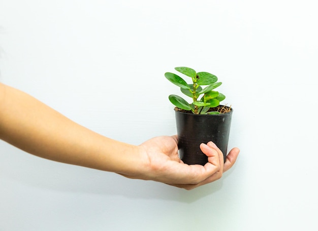 Mano recortada sosteniendo una planta en olla contra un fondo blanco