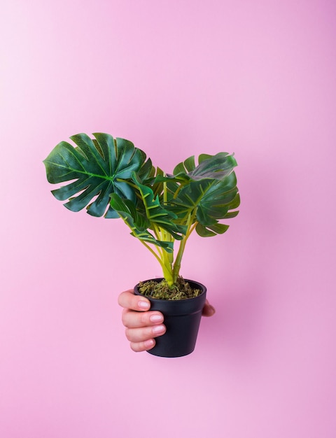 Foto mano recortada sosteniendo una planta en olla contra un fondo rosado