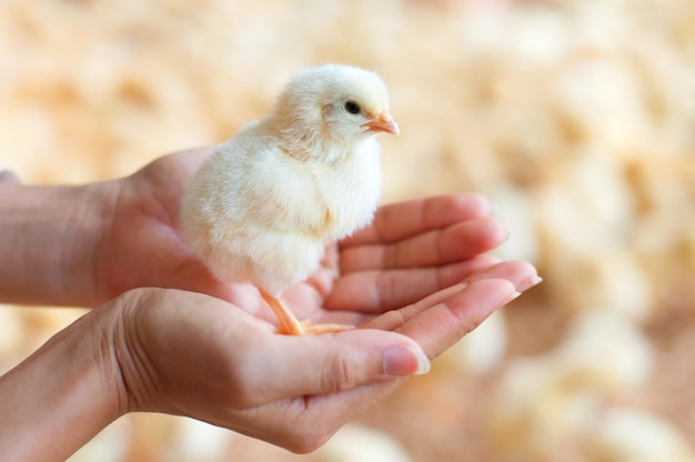 Mano recortada sosteniendo un pollo bebé