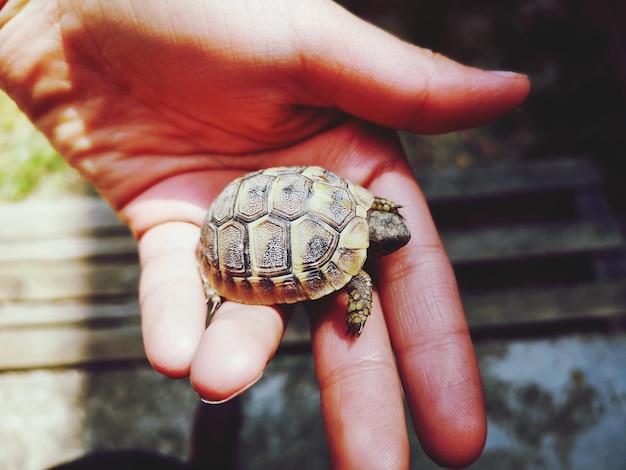 Foto mano recortada sosteniendo una tortuga