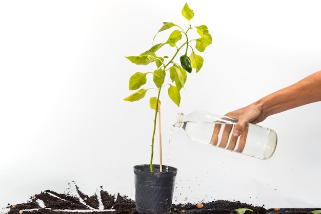 Mano regar una planta de pimiento verde concepto de jardinería día de la tierra