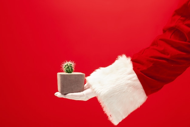 La mano de santa claus sosteniendo una planta de cactus sobre fondo rojo. La temporada, invierno, vacaciones, celebración, concepto de regalo.